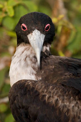 Great Frigatebird Picture @ Kiwifoto.com