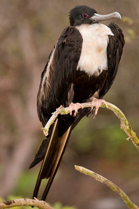 Great Frigatebird Photo @ Kiwifoto.com