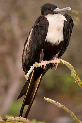 Great Frigatebird Image @ Kiwifoto.com