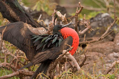 Great Frigatebird Image @ Kiwifoto.com