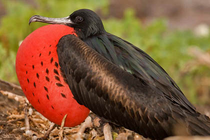 Great Frigatebird