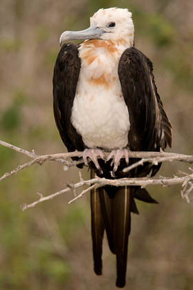 Great Frigatebird Picture @ Kiwifoto.com