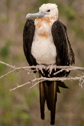 Great Frigatebird Image @ Kiwifoto.com