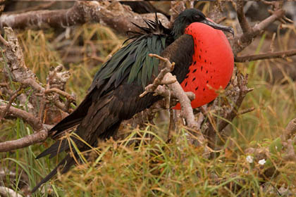 Great Frigatebird Picture @ Kiwifoto.com