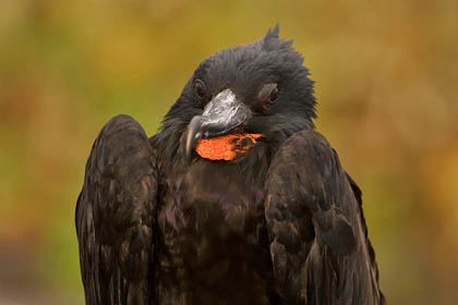 Great Frigatebird Image @ Kiwifoto.com