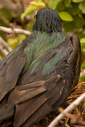 Great Frigatebird Image @ Kiwifoto.com