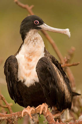 Great Frigatebird Image @ Kiwifoto.com