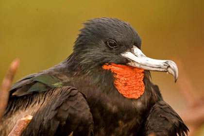 Great Frigatebird Image @ Kiwifoto.com