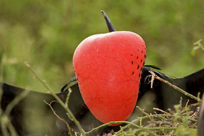 Great Frigatebird Picture @ Kiwifoto.com