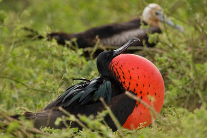 Great Frigatebird Picture @ Kiwifoto.com