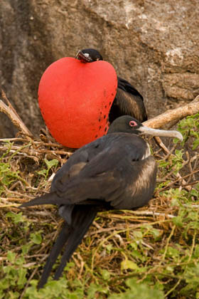 Great Frigatebird Picture @ Kiwifoto.com
