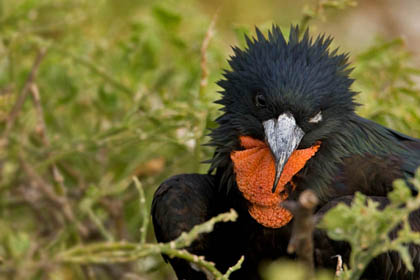 Great Frigatebird Picture @ Kiwifoto.com