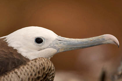 Great Frigatebird Photo @ Kiwifoto.com