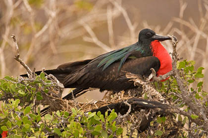 Great Frigatebird Image @ Kiwifoto.com