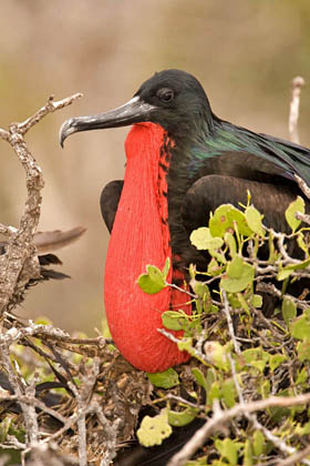 Great Frigatebird Image @ Kiwifoto.com
