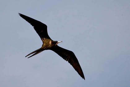 Great Frigatebird Picture @ Kiwifoto.com