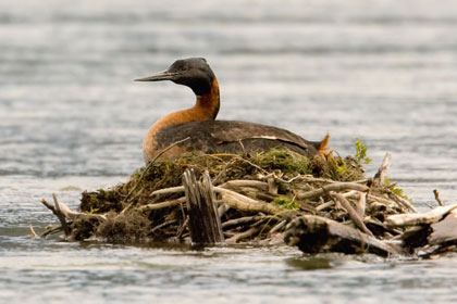 Great Grebe