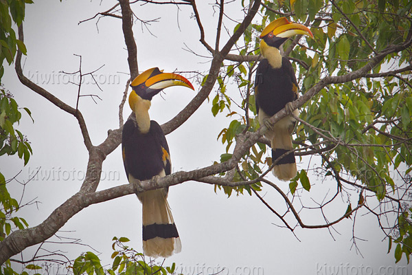 Great Hornbill Picture @ Kiwifoto.com