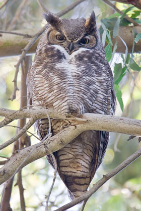 Great Horned Owl Image @ Kiwifoto.com