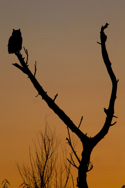 Great Horned Owl Picture @ Kiwifoto.com
