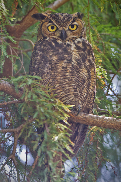 Great Horned Owl Photo @ Kiwifoto.com