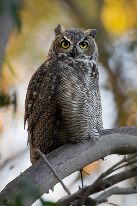 Great Horned Owl Photo @ Kiwifoto.com