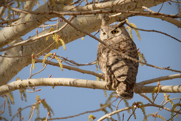 Great Horned Owl