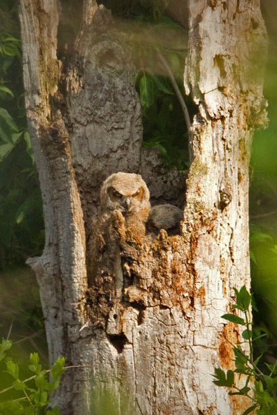 Great Horned Owl Image @ Kiwifoto.com