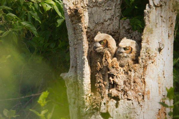 Great Horned Owl Photo @ Kiwifoto.com