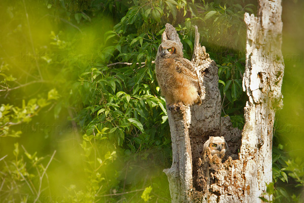 Great Horned Owl Image @ Kiwifoto.com