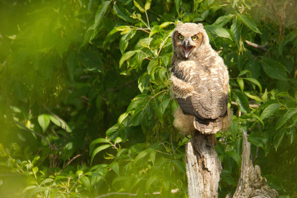 Great Horned Owl Image @ Kiwifoto.com