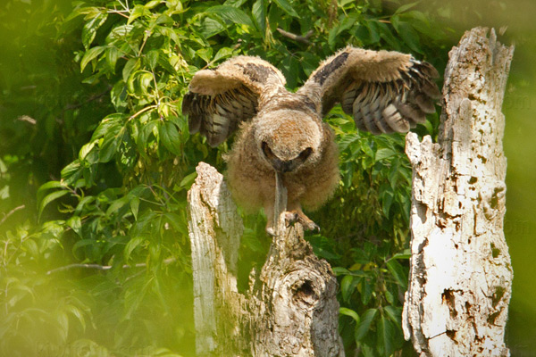 Great Horned Owl Image @ Kiwifoto.com