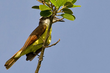 Great Kiskadee Image @ Kiwifoto.com