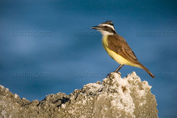 Great Kiskadee Picture @ Kiwifoto.com