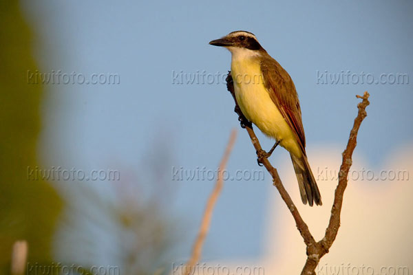 Great Kiskadee Image @ Kiwifoto.com