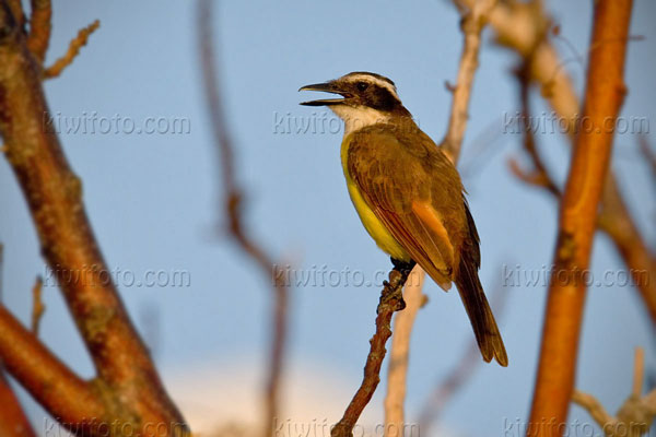 Great Kiskadee Image @ Kiwifoto.com