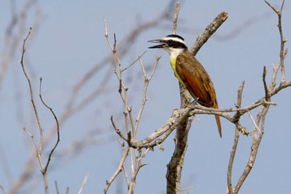 Great Kiskadee Picture @ Kiwifoto.com