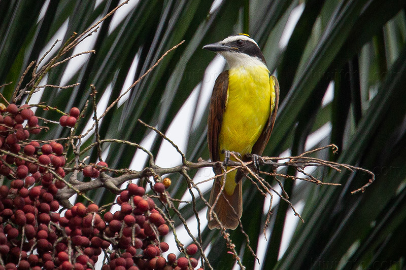 Great Kiskadee @ Los Chorros, SuchitepƩquez, Guatemala Great Kiskadee @ Los Chorros, SuchitepƩquez, Guatemala