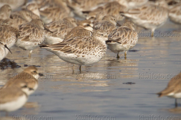 Great Knot Image @ Kiwifoto.com