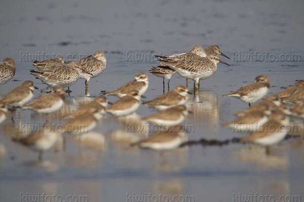 Great Knot Image @ Kiwifoto.com
