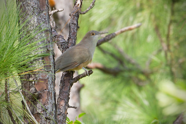 Great Lizard-Cuckoo Photo @ Kiwifoto.com