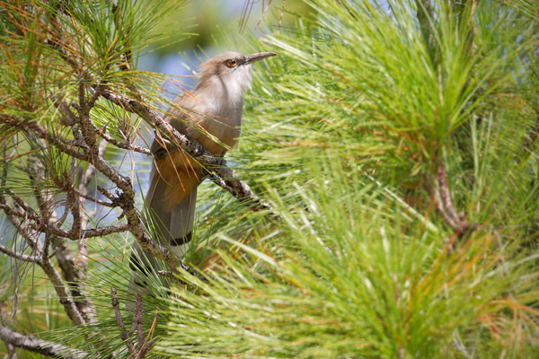 Great Lizard-Cuckoo Photo @ Kiwifoto.com