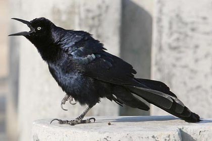 Great-tailed Grackle Image @ Kiwifoto.com