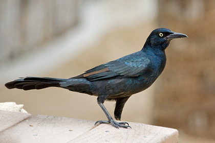 Great-tailed Grackle Picture @ Kiwifoto.com