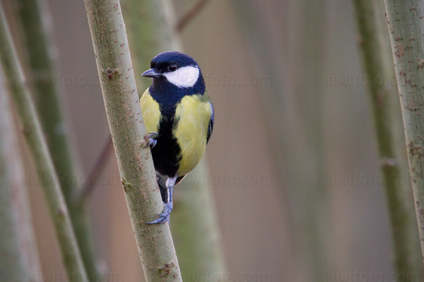 Great Tit Photo @ Kiwifoto.com