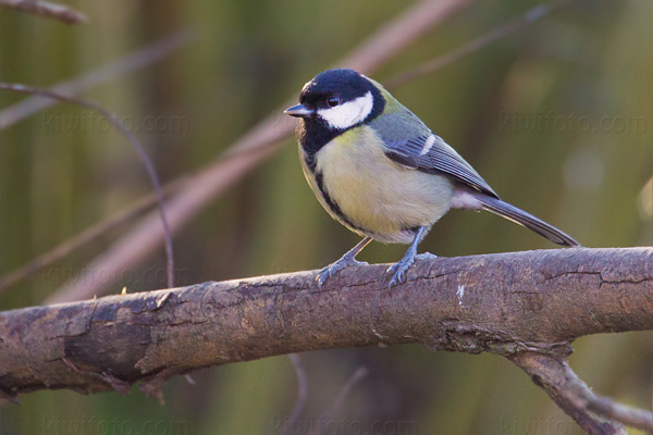 Great Tit Image @ Kiwifoto.com