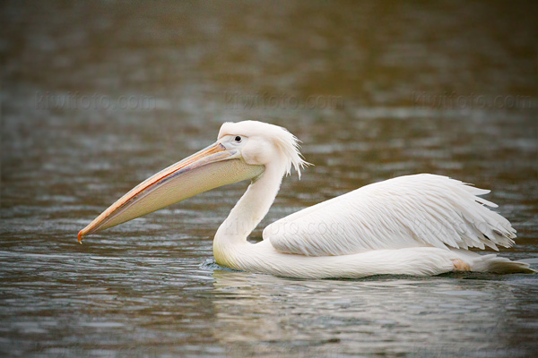 Great White Pelican Image @ Kiwifoto.com