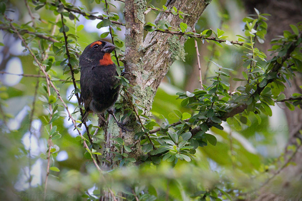 Greater Antillean Bullfinch