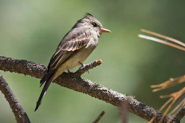 Greater Pewee