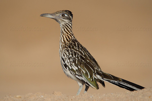 Greater Roadrunner Picture @ Kiwifoto.com